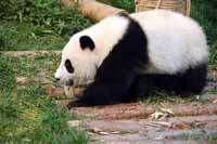Fotos af den store panda